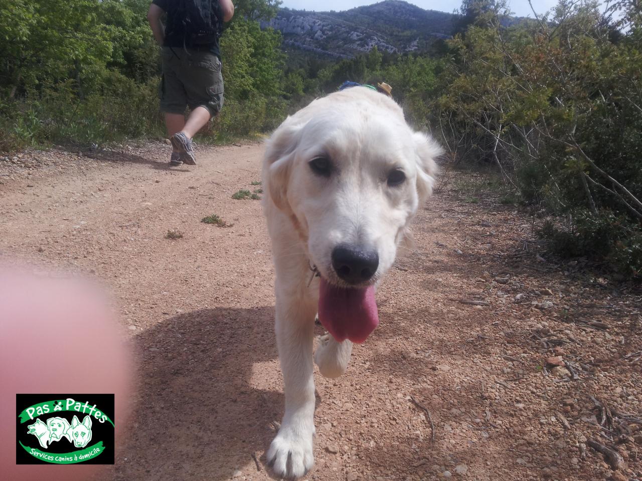 BALADE CANINE
