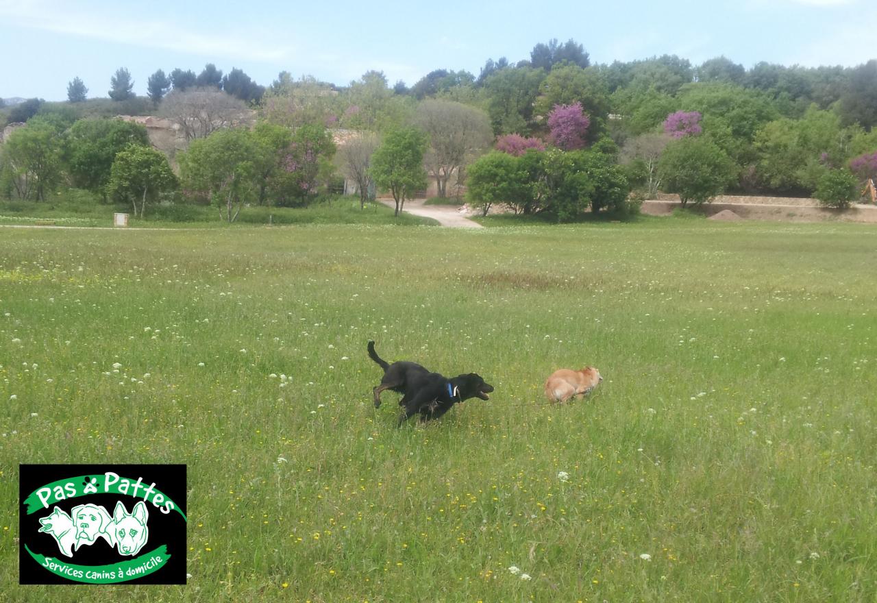 BALADE CANINE