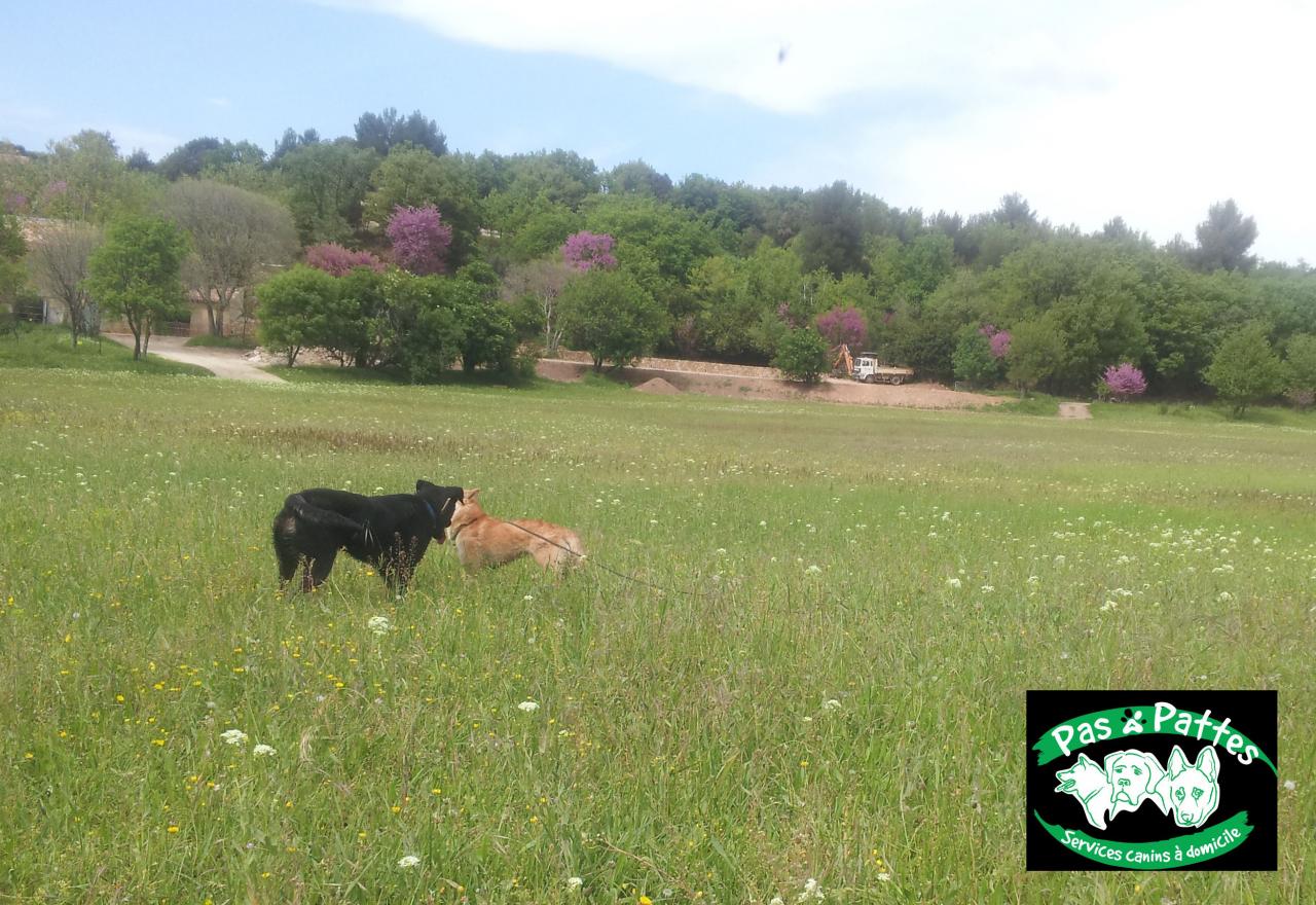 BALADE CANINE