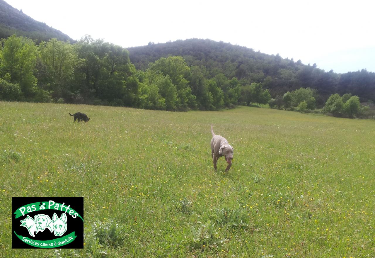 BALADE CANINE 