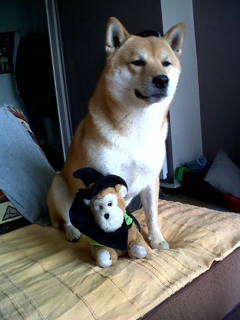 Tanuki