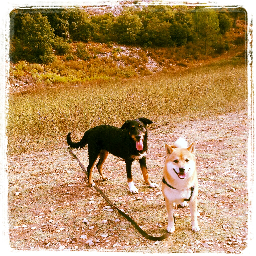 Ulkie et Tanuki