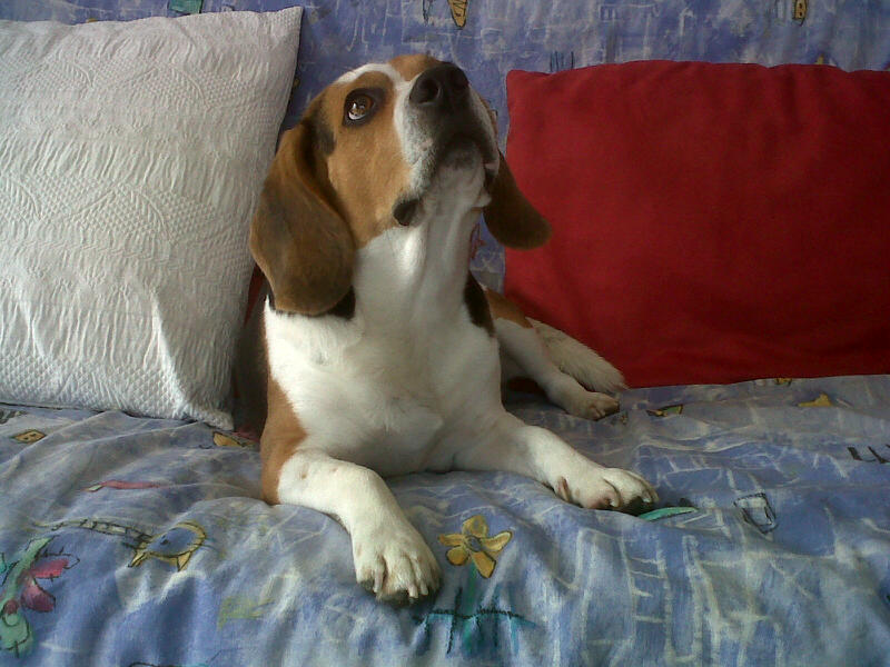 Floky