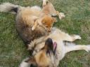Un deuxième chien ?