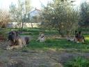 Petit, moyen ou grand chien ?